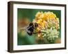 A Macro Shot of a Bumblebee Enjoying the Pollen from a Butterfly Bush Bloom.-Ian Grainger-Framed Photographic Print
