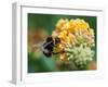 A Macro Shot of a Bumblebee Enjoying the Pollen from a Butterfly Bush Bloom.-Ian Grainger-Framed Photographic Print