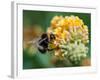 A Macro Shot of a Bumblebee Enjoying the Pollen from a Butterfly Bush Bloom.-Ian Grainger-Framed Photographic Print