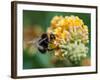 A Macro Shot of a Bumblebee Enjoying the Pollen from a Butterfly Bush Bloom.-Ian Grainger-Framed Photographic Print