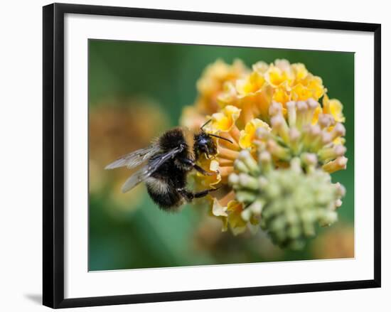 A Macro Shot of a Bumblebee Enjoying the Pollen from a Butterfly Bush Bloom.-Ian Grainger-Framed Photographic Print