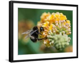 A Macro Shot of a Bumblebee Enjoying the Pollen from a Butterfly Bush Bloom.-Ian Grainger-Framed Photographic Print