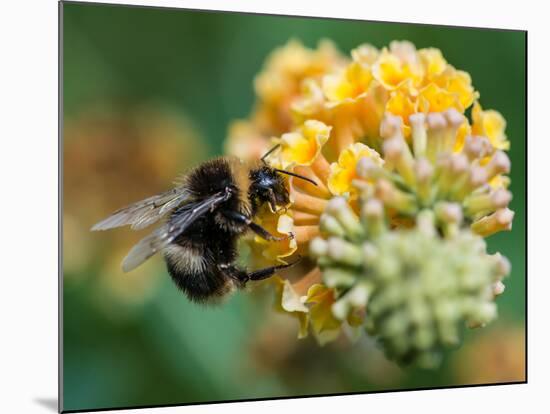 A Macro Shot of a Bumblebee Enjoying the Pollen from a Butterfly Bush Bloom.-Ian Grainger-Mounted Photographic Print