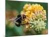 A Macro Shot of a Bumblebee Enjoying the Pollen from a Butterfly Bush Bloom.-Ian Grainger-Mounted Photographic Print