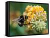 A Macro Shot of a Bumblebee Enjoying the Pollen from a Butterfly Bush Bloom.-Ian Grainger-Framed Stretched Canvas