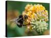 A Macro Shot of a Bumblebee Enjoying the Pollen from a Butterfly Bush Bloom.-Ian Grainger-Stretched Canvas