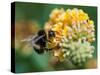 A Macro Shot of a Bumblebee Enjoying the Pollen from a Butterfly Bush Bloom.-Ian Grainger-Stretched Canvas