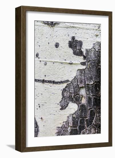 A Macro Shot of Aspen Bark on an Aspen Tree-Mallorie Ostrowitz-Framed Photographic Print