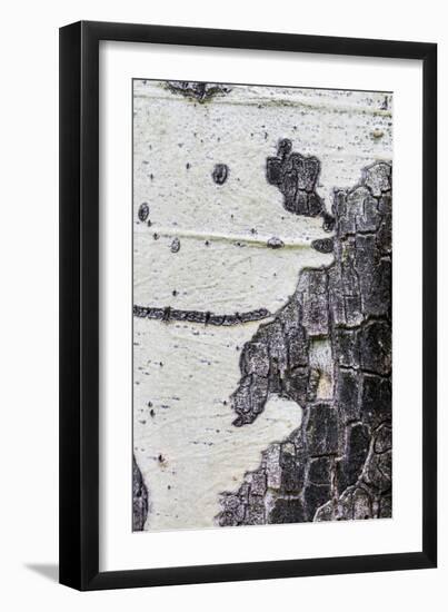 A Macro Shot of Aspen Bark on an Aspen Tree-Mallorie Ostrowitz-Framed Photographic Print