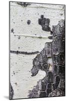 A Macro Shot of Aspen Bark on an Aspen Tree-Mallorie Ostrowitz-Mounted Photographic Print