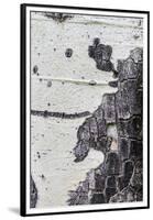 A Macro Shot of Aspen Bark on an Aspen Tree-Mallorie Ostrowitz-Framed Premium Photographic Print