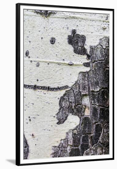 A Macro Shot of Aspen Bark on an Aspen Tree-Mallorie Ostrowitz-Framed Premium Photographic Print