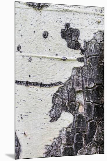 A Macro Shot of Aspen Bark on an Aspen Tree-Mallorie Ostrowitz-Mounted Premium Photographic Print