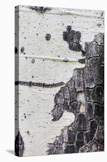 A Macro Shot of Aspen Bark on an Aspen Tree-Mallorie Ostrowitz-Stretched Canvas