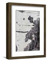 A Macro Shot of Aspen Bark on an Aspen Tree-Mallorie Ostrowitz-Framed Photographic Print