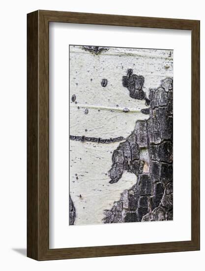 A Macro Shot of Aspen Bark on an Aspen Tree-Mallorie Ostrowitz-Framed Photographic Print