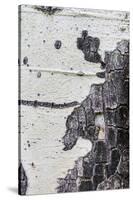 A Macro Shot of Aspen Bark on an Aspen Tree-Mallorie Ostrowitz-Stretched Canvas