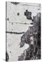 A Macro Shot of Aspen Bark on an Aspen Tree-Mallorie Ostrowitz-Stretched Canvas
