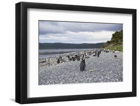 A magellanic penguin colony at the beach on Martillo Island, Tierra del Fuego, Argentina, South Ame-Nando Machado-Framed Photographic Print