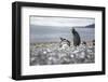 A magellanic penguin on Martillo Island, Tierra del Fuego, Argentina, South America-Nando Machado-Framed Photographic Print