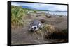 A magellanic penguin on Martillo Island, Tierra del Fuego, Argentina, South America-Nando Machado-Framed Stretched Canvas