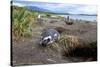 A magellanic penguin on Martillo Island, Tierra del Fuego, Argentina, South America-Nando Machado-Stretched Canvas