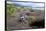 A magellanic penguin on Martillo Island, Tierra del Fuego, Argentina, South America-Nando Machado-Framed Stretched Canvas