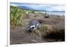 A magellanic penguin on Martillo Island, Tierra del Fuego, Argentina, South America-Nando Machado-Framed Photographic Print