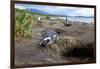 A magellanic penguin on Martillo Island, Tierra del Fuego, Argentina, South America-Nando Machado-Framed Photographic Print