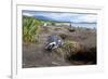 A magellanic penguin on Martillo Island, Tierra del Fuego, Argentina, South America-Nando Machado-Framed Photographic Print