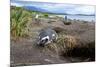 A magellanic penguin on Martillo Island, Tierra del Fuego, Argentina, South America-Nando Machado-Mounted Photographic Print