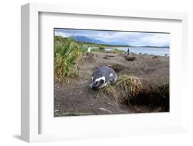 A magellanic penguin on Martillo Island, Tierra del Fuego, Argentina, South America-Nando Machado-Framed Photographic Print