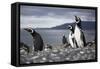 A Magellanic penguin shaking water off its feathers after a swim, Martillo Island, Argentina, South-Fernando Carniel Machado-Framed Stretched Canvas