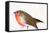 A magical little robin called Wisp, 2011,-Nancy Moniz Charalambous-Framed Stretched Canvas