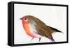 A Magical Little Robin Called Wisp, 2011-Nancy Moniz-Framed Stretched Canvas