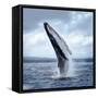 A Magnificent Humpback Whale in an Upright Position with Splashes Jumped to the Surface Close-Up-Vladimir Turkenich-Framed Stretched Canvas