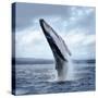 A Magnificent Humpback Whale in an Upright Position with Splashes Jumped to the Surface Close-Up-Vladimir Turkenich-Stretched Canvas