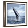 A Magnificent Humpback Whale in an Upright Position with Splashes Jumped to the Surface Close-Up-Vladimir Turkenich-Framed Photographic Print