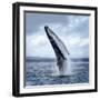 A Magnificent Humpback Whale in an Upright Position with Splashes Jumped to the Surface Close-Up-Vladimir Turkenich-Framed Photographic Print