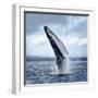 A Magnificent Humpback Whale in an Upright Position with Splashes Jumped to the Surface Close-Up-Vladimir Turkenich-Framed Photographic Print