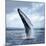 A Magnificent Humpback Whale in an Upright Position with Splashes Jumped to the Surface Close-Up-Vladimir Turkenich-Mounted Photographic Print