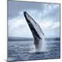 A Magnificent Humpback Whale in an Upright Position with Splashes Jumped to the Surface Close-Up-Vladimir Turkenich-Mounted Photographic Print