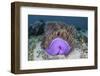 A Magnificent Sea Anemone Grows in Komodo National Park-Stocktrek Images-Framed Photographic Print