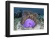 A Magnificent Sea Anemone Grows in Komodo National Park-Stocktrek Images-Framed Photographic Print