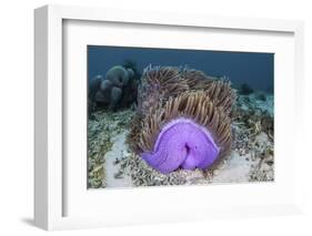 A Magnificent Sea Anemone Grows in Komodo National Park-Stocktrek Images-Framed Photographic Print