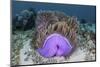 A Magnificent Sea Anemone Grows in Komodo National Park-Stocktrek Images-Mounted Photographic Print