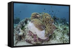 A Magnificent Sea Anemone Hosts Anemonefish in Komodo National Park-Stocktrek Images-Framed Stretched Canvas