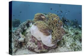 A Magnificent Sea Anemone Hosts Anemonefish in Komodo National Park-Stocktrek Images-Stretched Canvas