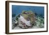 A Magnificent Sea Anemone Hosts Anemonefish in Komodo National Park-Stocktrek Images-Framed Photographic Print