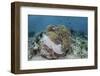 A Magnificent Sea Anemone Hosts Anemonefish in Komodo National Park-Stocktrek Images-Framed Photographic Print